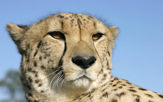 cheetah big cat