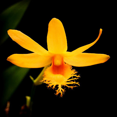 Dendrobium brymerianum