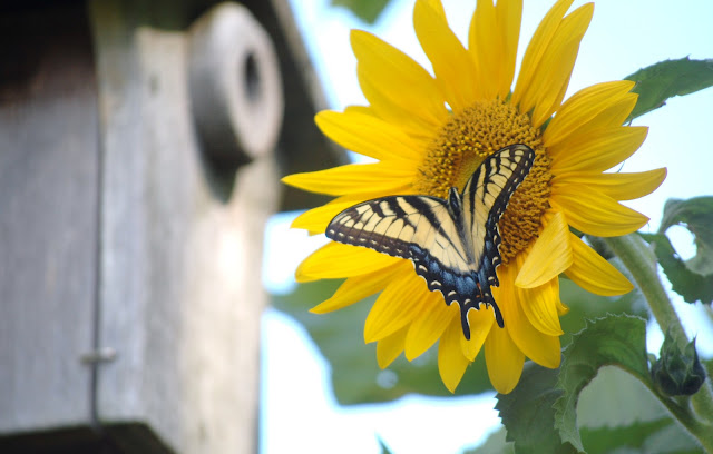 butterfly and sunflower