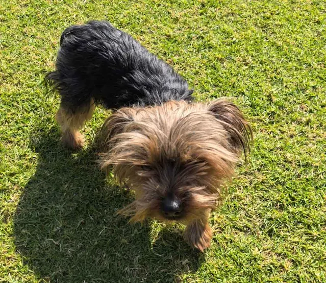 small Yorkshire Terrier