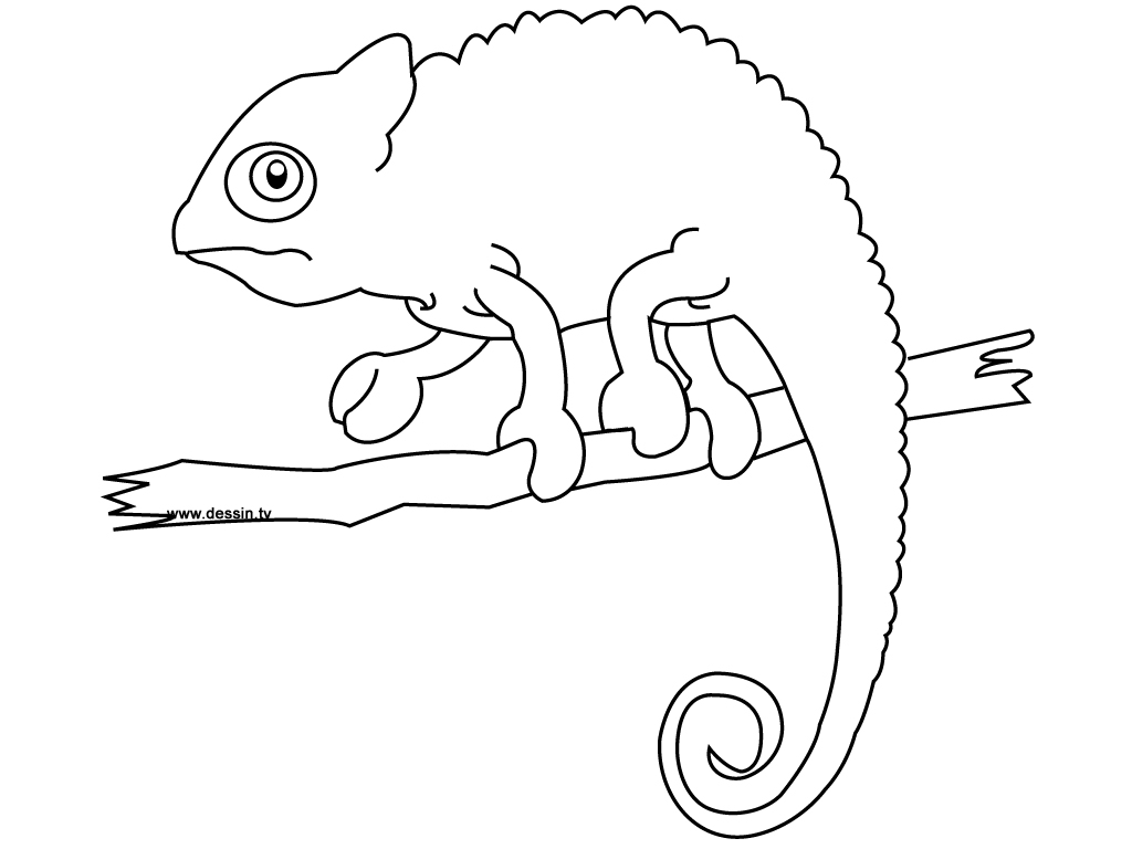 Chameleon Coloring Pages To Printable