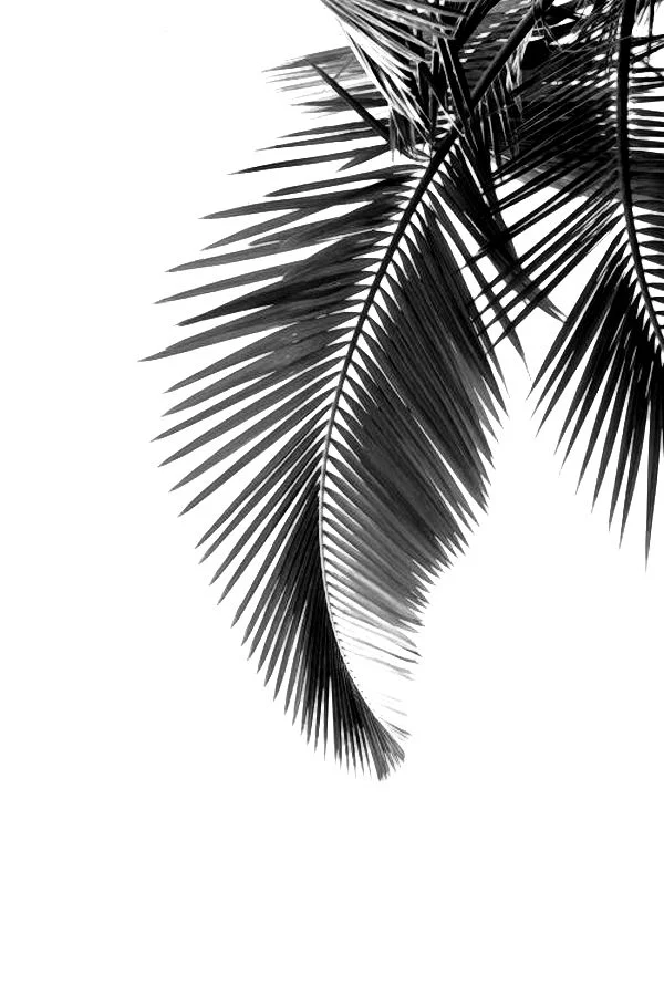 Palm tree - UK lifestyle and travel blog