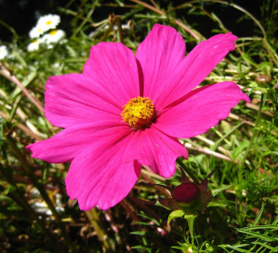 Good Morning with Pink Flowers