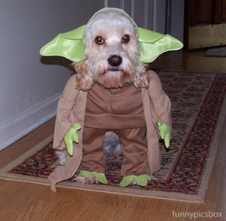 dog clothing