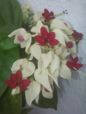 flores de clerodendro