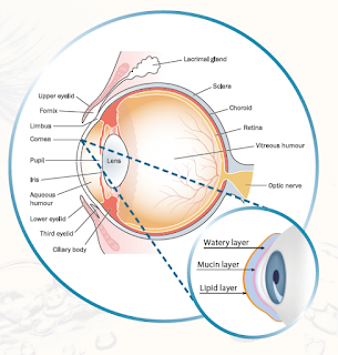 Eye Anatomy