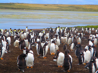 East Falkland - Falkland Islands