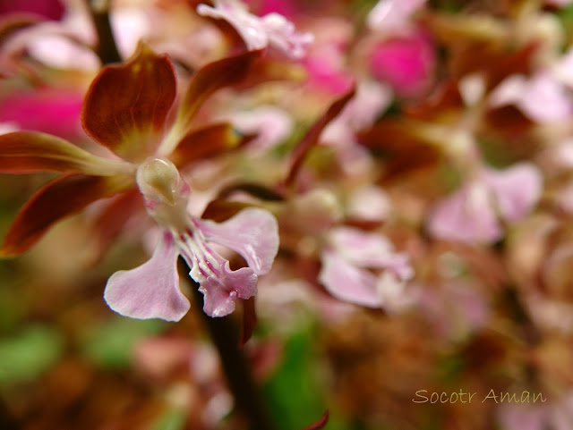 Calanthe discolor