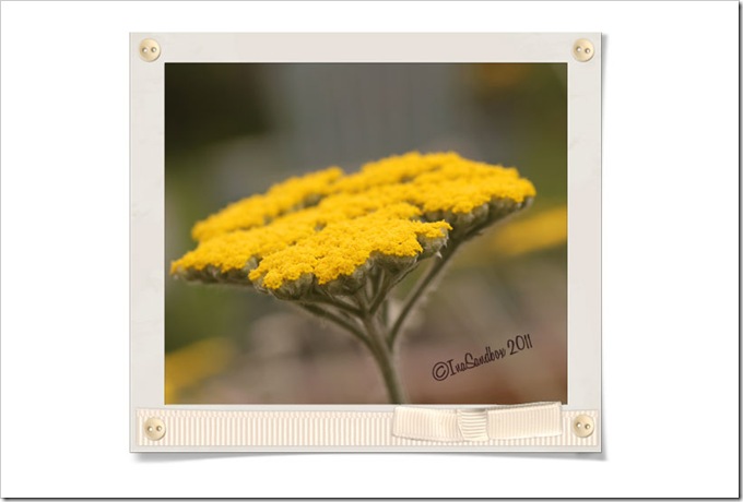 Yarrow-Moonbeam-editLR