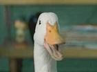 You know the Aflac duck?