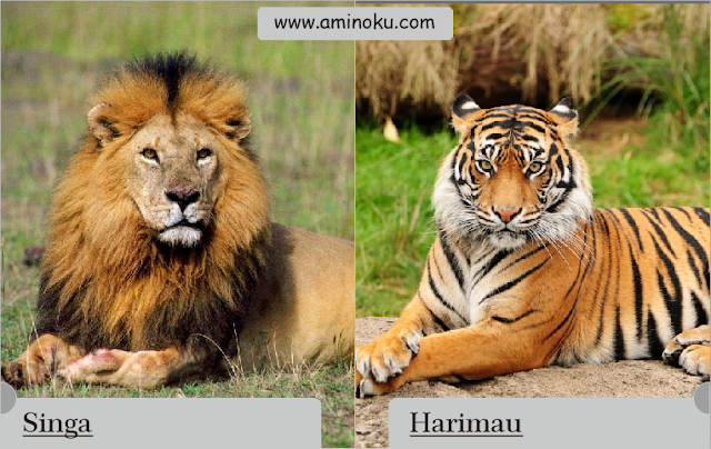 Gambar Kucing Dan Harimau Raya Gambar