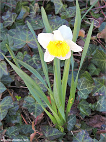 Narcisos en los Jardines de Back Bay, Boston