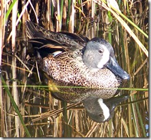 Blue Winged Teal