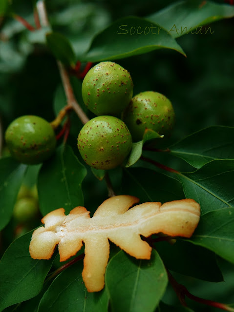 Lindera praecox