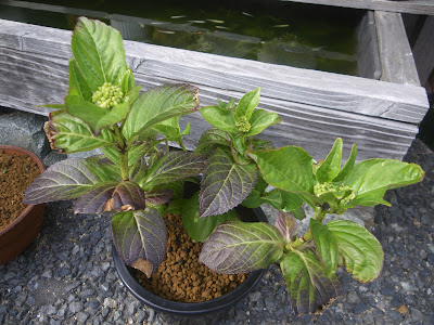 アジサイ 紫陽花 の育て方 小さな鉢植えやミニ盆栽で美しい花を楽しむ メダカの大工