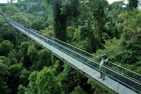 MacRitchie Reservoir treetop Walk, an aerial walkway that grants you a bird's eye view of the rainforest's canopy.