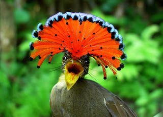 Amazonian Royal Flycatcher - Hewan Aneh