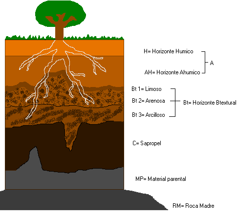 DIBUJOS DE LOS HORIZONTES DEL SUELO