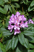 Rhododendron ponticum. At the far end of a large pond there is an . (rhododendronponticum)