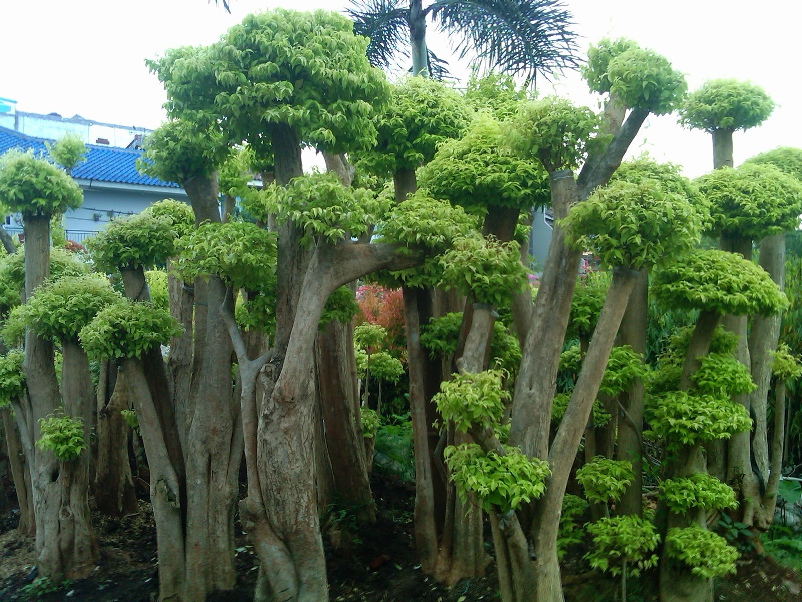 Macam-macam tanaman hias | Bonsai | Rumput | pohon ...
