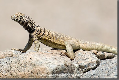 Desert Animals Picture