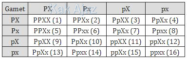 Persilangan dihibrid kelinci bermata merah berambut hitam (PPXX) dengan kelinci bermata coklat berambut putih (ppxx), tabel soal IPA SMP UN 2018
