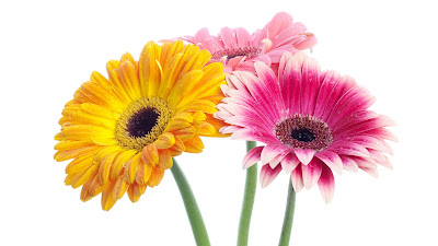  Looking after gerbera