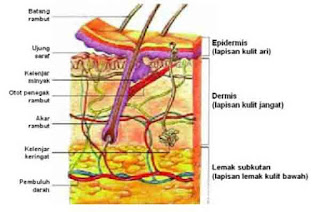 Indera merupakan organ penting yang berfungsi mendapatkan rangsang yang berasal dari luar tub Alat Indra Manusia plus Pembahasan Lengkap