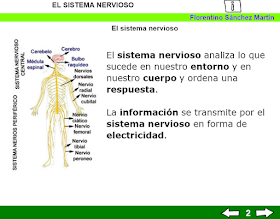 El sistema nervioso