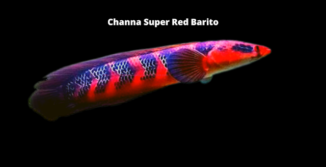 Channa Super Red Barito