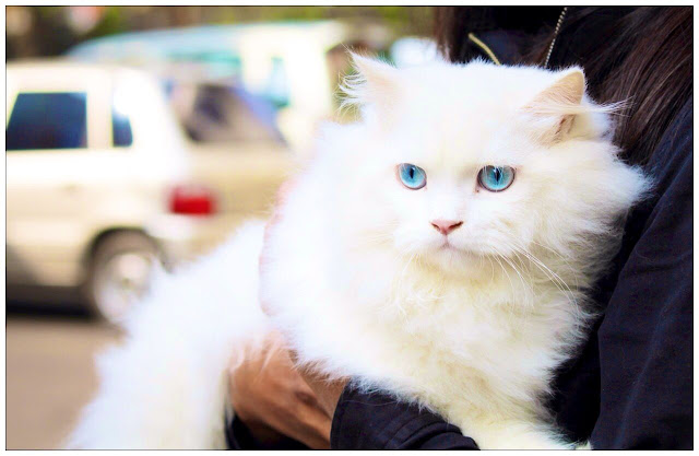 Persian cat - Gato persa