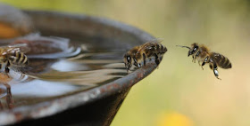 IMÁGENES DE ABEJAS - IMAGES OF BEES.