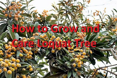 How to Grow and Care Loquat Tree