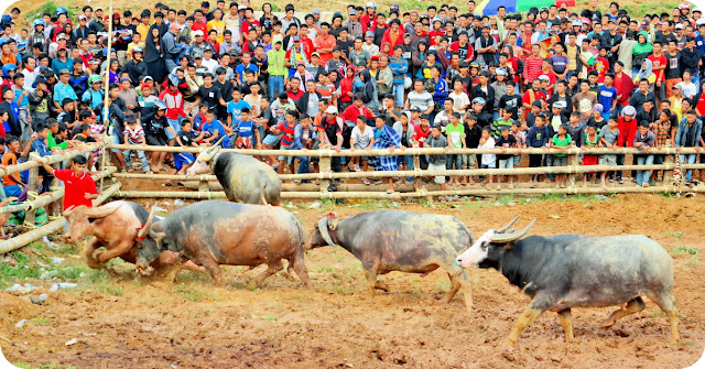 Selalu saja ada yang unik dan menarik dari Tana Toraja Tedong SILAGA Adu Kerbau di Toraja