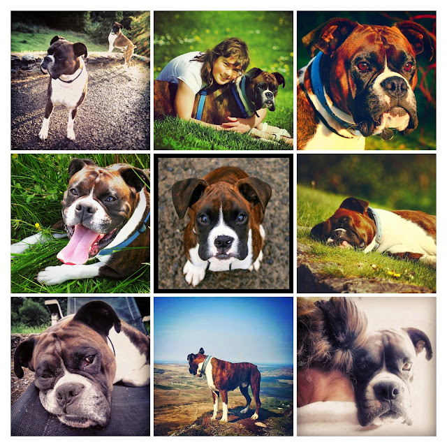 images of a boxer 