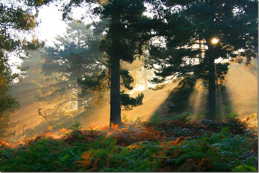Autumn Mists on Cannock Chase by John Godley