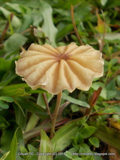 Another Close Up Shot Of The Mushroom