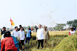 Panen Raya di Subang, Jokowi Berharap Tambah Cadangan Beras Kita