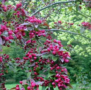 Apple Trees picture