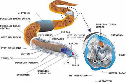 Gambar sistem pencernaan pada cacing tanah