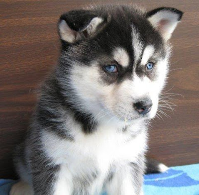 Husky Puppies with blue eyes Pictures