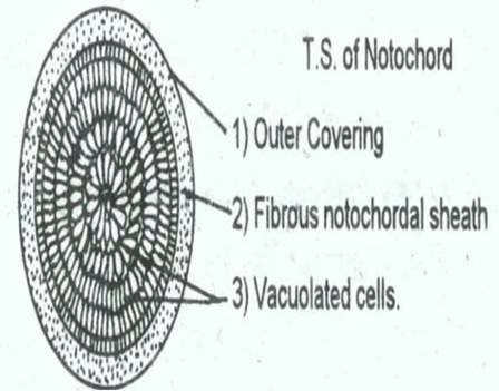 Amphioxus-notochord Amphioxus-notochord