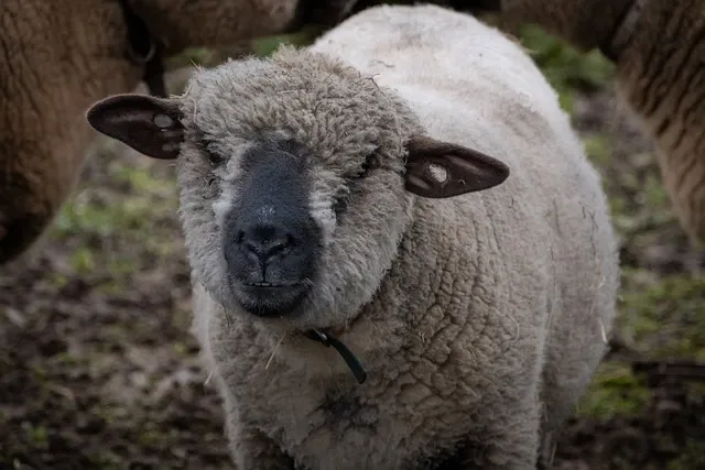 hampshire-breed-of-sheep
