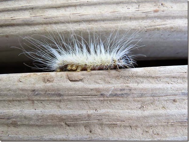 FallWebworm_feet