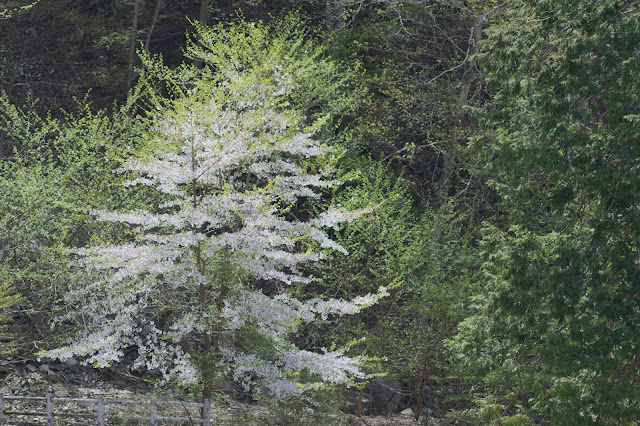 山梨 新緑 桜