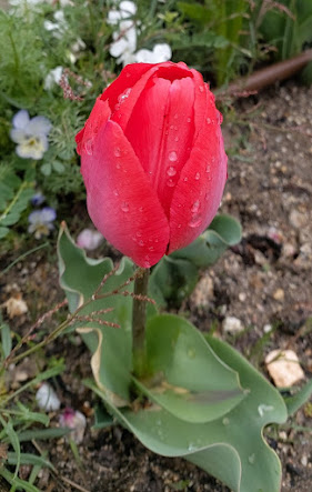 Tulipán 2 (Huerto La Cuña Verde)
