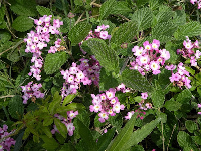 Como plantar lippia alba