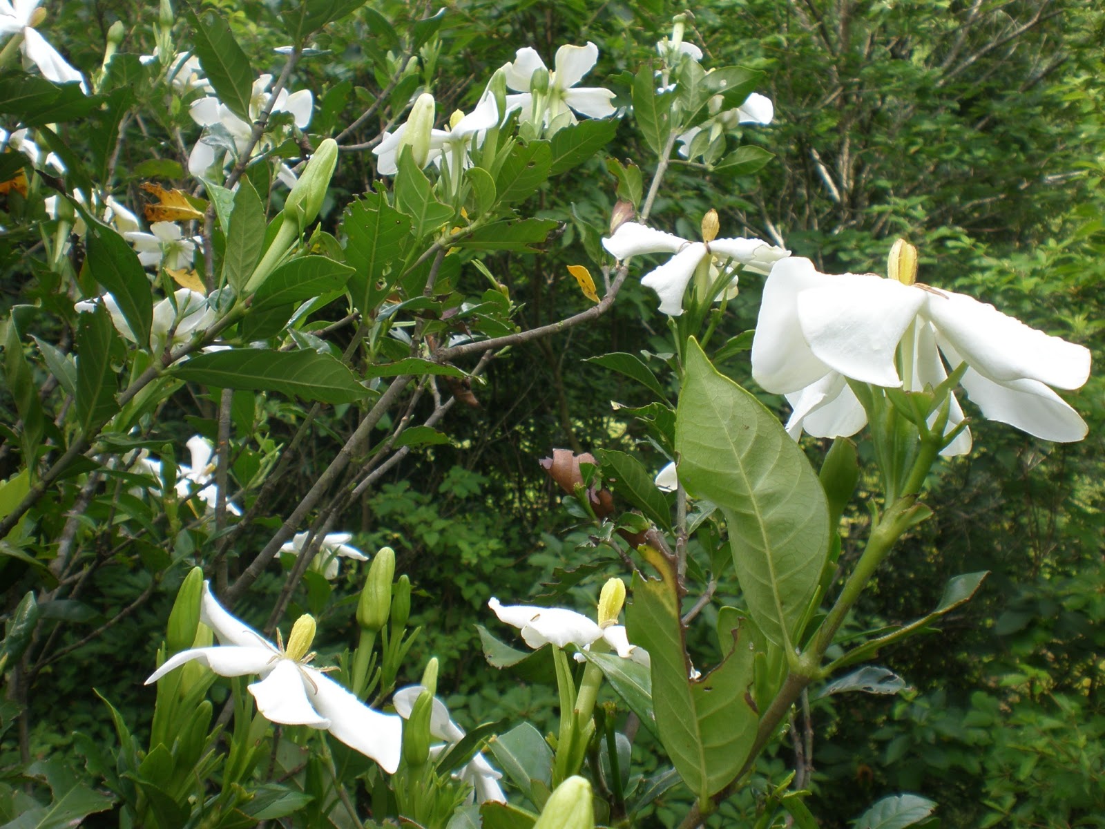 浜北 里山と人といきものビオトープ くちなしの白い花