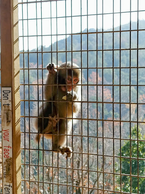 Japanese macaque monkey