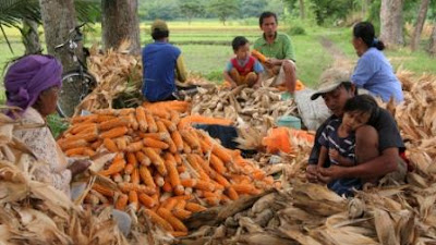 PANEN JAGUNG